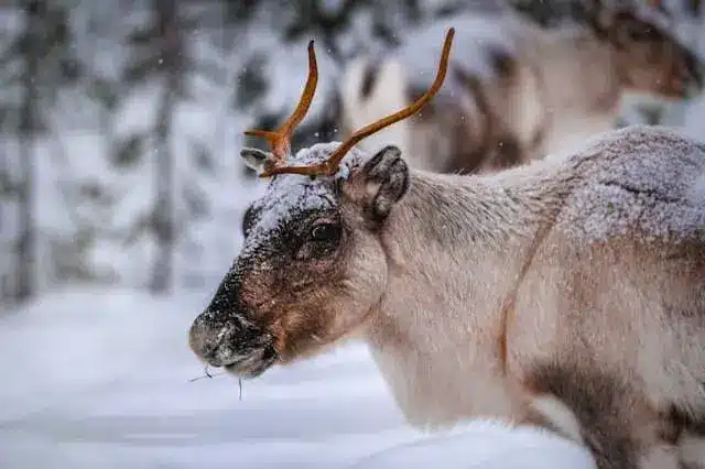 живот във Финландия